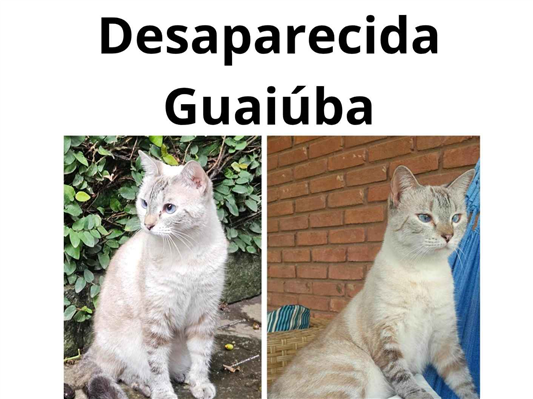 Gato Procura-Perdido Fêmea Pequeno 4 anos 