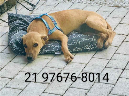 Cachorro cão para adoção Macho Médio  2 a 6 meses 