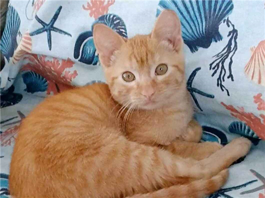 Gato para adoção Macho Pequeno 2 a 6 meses