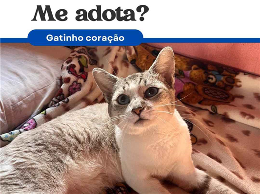 Gato para adoção Macho Grande 1 ano