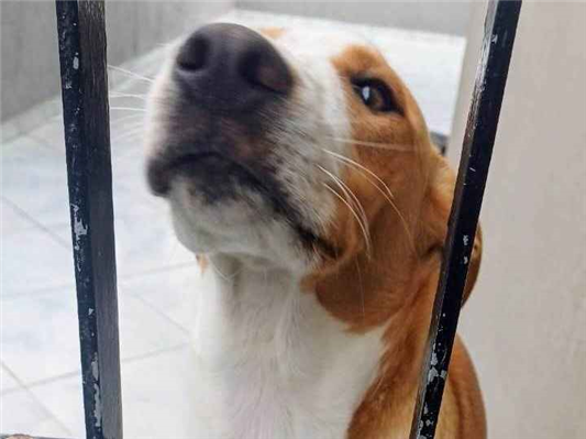Cachorro cão para adoção Macho Médio  7 a 11 meses 