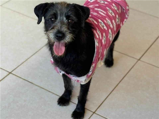 Cachorro cão para adoção Fêmea Pequeno 3 anos 