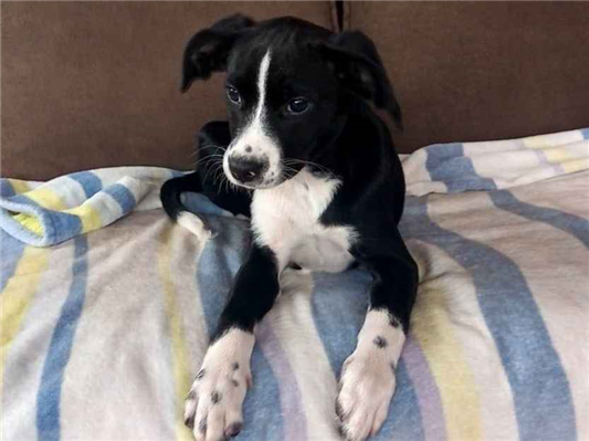 Cachorro cão para adoção Fêmea Médio  2 a 6 meses 