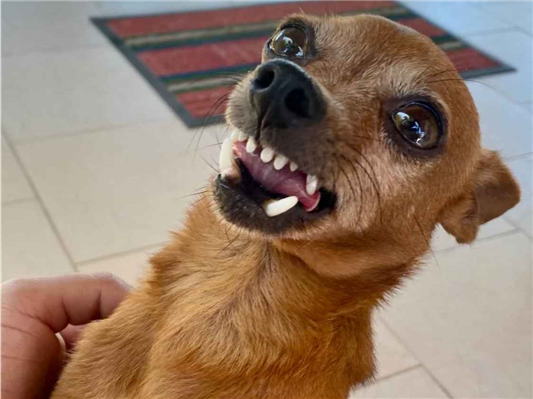 Cachorro cão para adoção Macho Pequeno 4 anos 