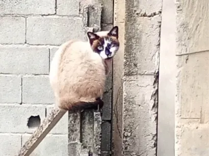 Gato SRD-ViraLata Medio 1-ano