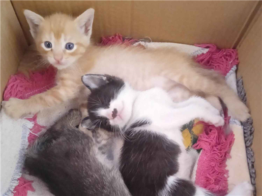 Gato para adoção Ambos Pequeno Abaixo de 2 meses