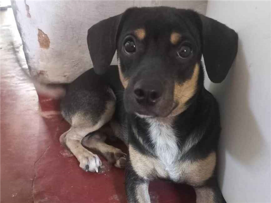 Cachorro cão para adoção Macho Médio  7 a 11 meses 