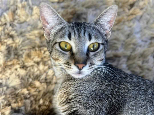 Gato para adoção Fêmea Pequeno 1 ano