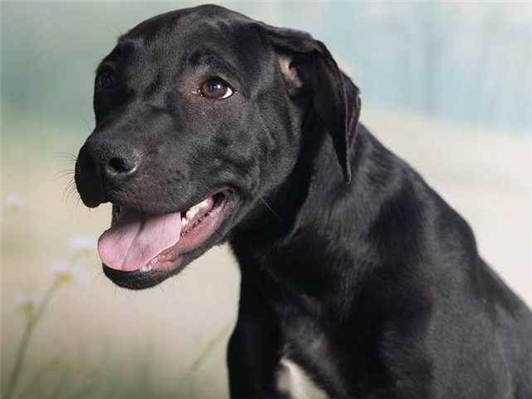 Cachorro cão para adoção Macho Médio  2 a 6 meses 