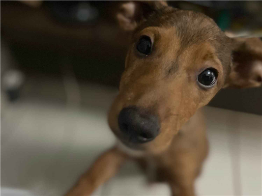 Cachorro cão para adoção Macho Pequeno 2 a 6 meses 
