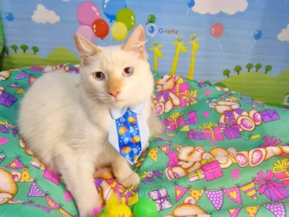 Gato SRD-ViraLata Pequeno 7-a-11-meses