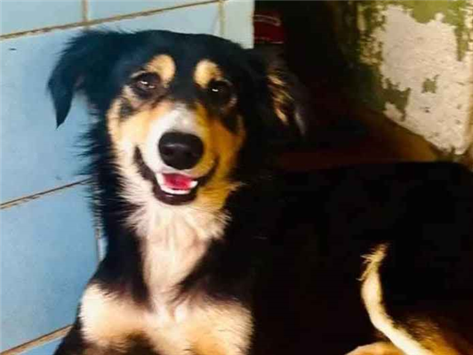 Cachorro cão para adoção Macho Médio  2 anos 