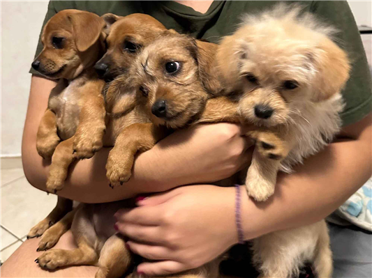 Cachorro cão para adoção Ambos Pequeno Abaixo de 2 meses 