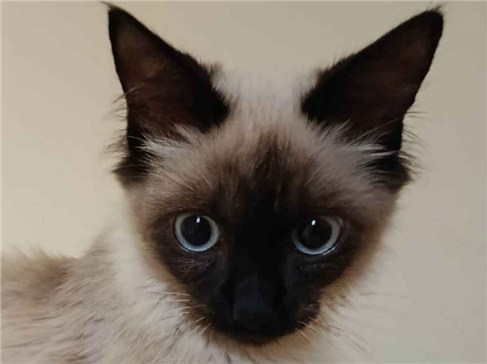 Gato para adoção Fêmea Pequeno 2 a 6 meses
