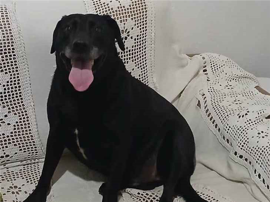 Cachorro cão para adoção Macho Médio  4 anos 