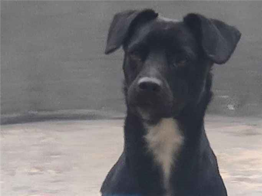 Cachorro cão para adoção Macho Pequeno 2 anos 