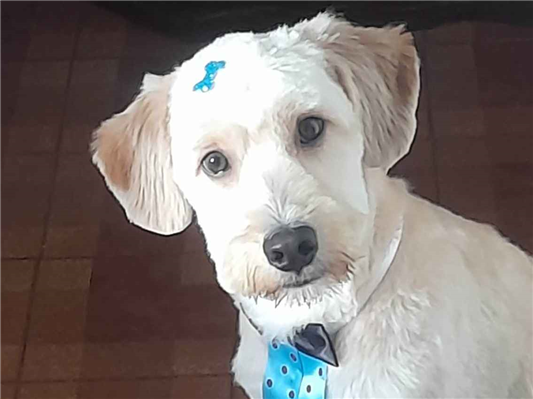 Cachorro cão para adoção Macho Médio  7 a 11 meses 