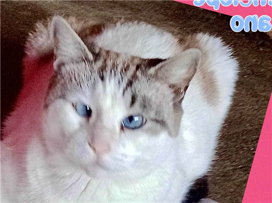 Gato para adoção Fêmea Pequeno 1 ano