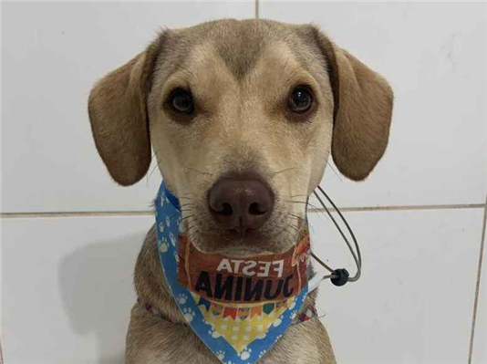 Cachorro cão para adoção Macho Médio  1 ano 