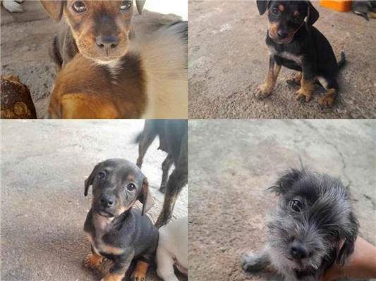 Cachorro cão para adoção Macho Pequeno Abaixo de 2 meses 