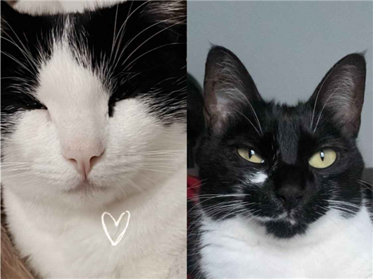 Gato para adoção Ambos Médio 3 anos