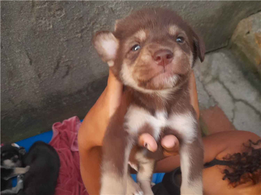 Cachorro cão para adoção Ambos Médio  Abaixo de 2 meses 