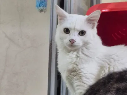 Gato SRD-ViraLata Pequeno 2-a-6-meses