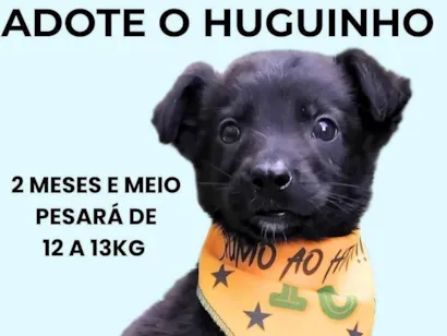 Cao SRD-ViraLata Pequeno 2-a-6-meses