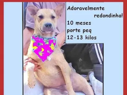 Cao SRD-ViraLata Pequeno 7-a-11-meses