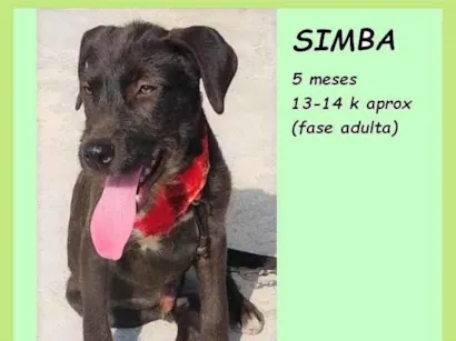 Cao SRD-ViraLata Medio 2-a-6-meses