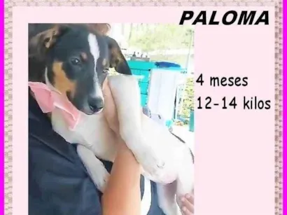 Cao SRD-ViraLata Medio 2-a-6-meses