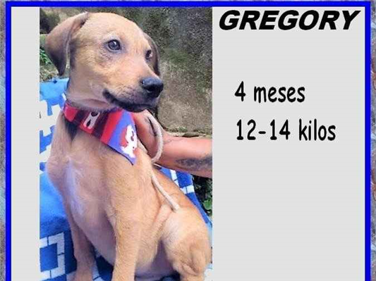 Cachorro cão para adoção Macho Médio  2 a 6 meses 
