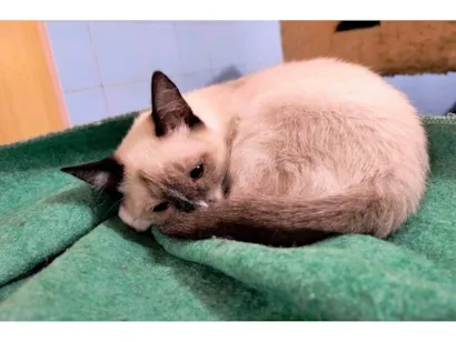 Gato Siamês Pequeno 2-a-6-meses
