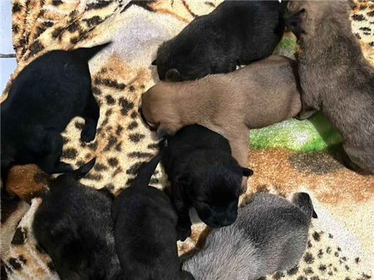 Cachorro cão para adoção Ambos Médio  Abaixo de 2 meses 