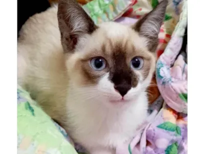 Gato Siamês Pequeno 2-a-6-meses