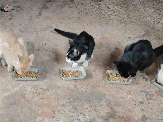 Gato para adoção Ambos Médio 2 a 6 meses