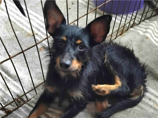 Cachorro cão para adoção Macho Pequeno 2 anos 