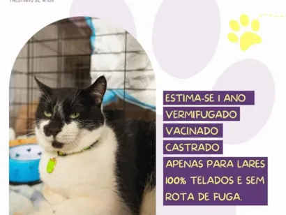 Gato SRD-ViraLata Pequeno 1-ano