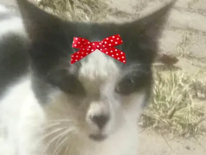 Gato SRD-ViraLata Pequeno 2-a-6-meses