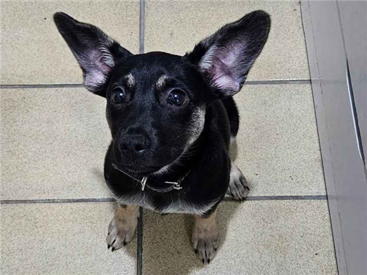 Cachorro cão para adoção Macho Médio  2 a 6 meses 