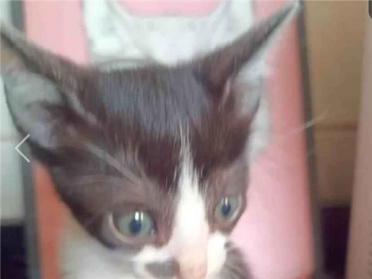 Gato Procura-Perdido Macho Pequeno 2 a 6 meses 