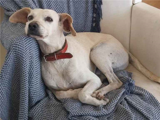 Cachorro cão para adoção Macho Médio  5 anos 