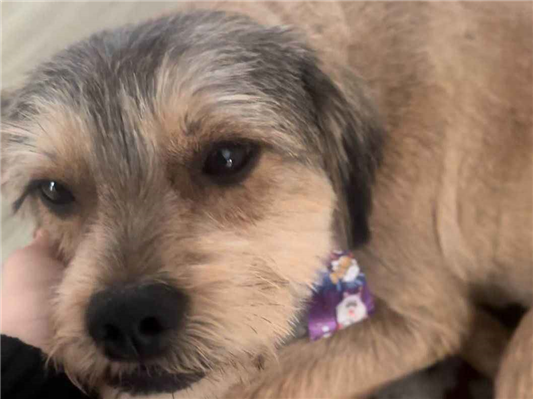 Cachorro cão para adoção Macho Médio  2 anos 