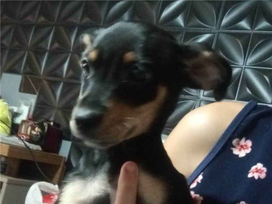 Cachorro cão para adoção Fêmea Médio  2 a 6 meses 