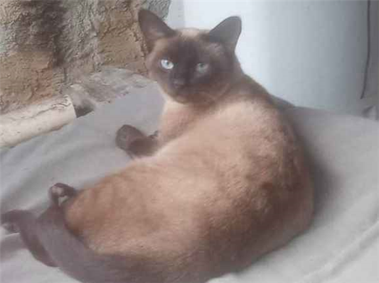 Gato para adoção Fêmea Médio 1 ano