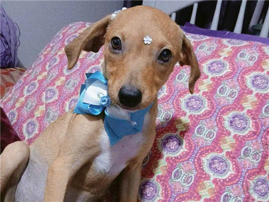 Cachorro cão para adoção Fêmea Médio  2 a 6 meses 