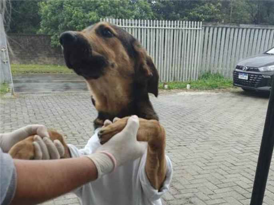 Cachorro cão para adoção Macho Grande 7 a 11 meses 