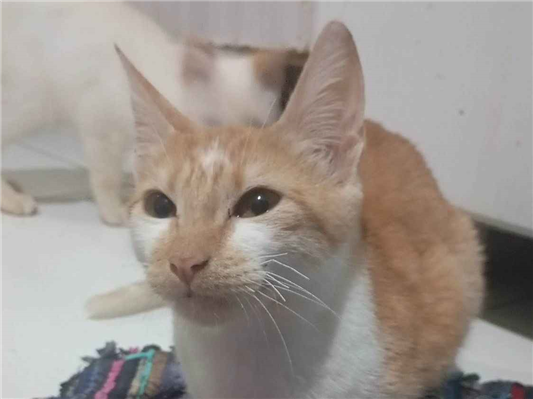 Gato para adoção Ambos Pequeno 7 a 11 meses