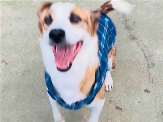 Cachorro cão para adoção Macho Médio  2 anos 