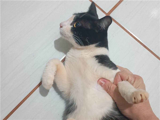 Gato para adoção Macho Pequeno 2 a 6 meses